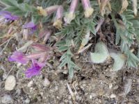 woolly-pod milkvetch (<em>Astragalus purshii var. glareosus</em>)