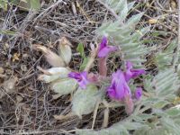 woolly-pod milkvetch (<em>Astragalus purshii var. glareosus</em>)