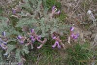 woolly-pod milkvetch (<em>Astragalus purshii var. glareosus</em>)
