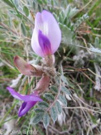 woolly-pod milkvetch (<em>Astragalus purshii var. glareosus</em>)