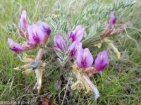 woolly-pod milkvetch (<em>Astragalus purshii var. glareosus</em>)
