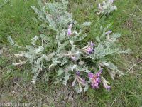 woolly-pod milkvetch (<em>Astragalus purshii var. glareosus</em>)