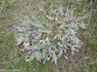 woolly-pod milkvetch (<em>Astragalus purshii var. glareosus</em>)