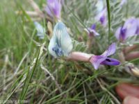 woolly-pod milkvetch (<em>Astragalus purshii var. glareosus</em>)