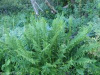 western lady-fern (<em>Athyrium filix-femina ssp. cyclosorum</em>)