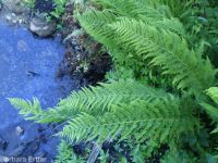 western lady-fern (<em>Athyrium filix-femina ssp. cyclosorum</em>)