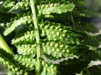 western lady-fern (<em>Athyrium filix-femina ssp. cyclosorum</em>)