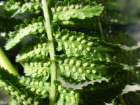 western lady-fern (<em>Athyrium filix-femina ssp. cyclosorum</em>)