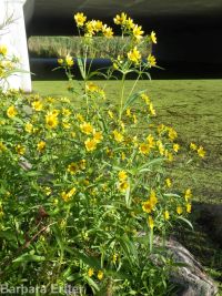 nodding beggar's-ticks (<em>Bidens cernua</em>)