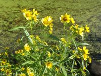 nodding beggar's-ticks (<em>Bidens cernua</em>)