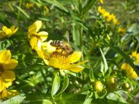 nodding beggar's-ticks (<em>Bidens cernua</em>)