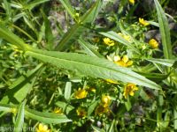 nodding beggar's-ticks (<em>Bidens cernua</em>)
