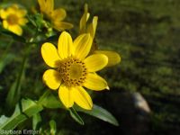 nodding beggar's-ticks (<em>Bidens cernua</em>)