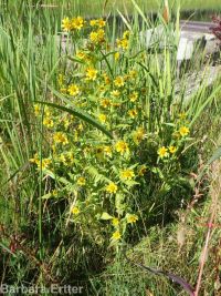 nodding beggar's-ticks (<em>Bidens cernua</em>)