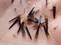 nodding beggar's-ticks (<em>Bidens cernua</em>)