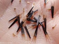 nodding beggar's-ticks (<em>Bidens cernua</em>)