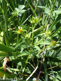 leafy beggar's-ticks (<em>Bidens frondosa</em>)