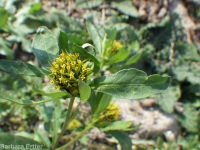 leafy beggar's-ticks (<em>Bidens frondosa</em>)