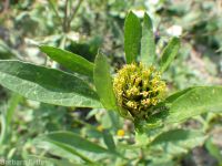 leafy beggar's-ticks (<em>Bidens frondosa</em>)