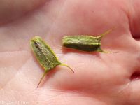 leafy beggar's-ticks (<em>Bidens frondosa</em>)