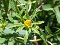 leafy beggar's-ticks (<em>Bidens frondosa</em>)