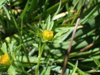 leafy beggar's-ticks (<em>Bidens frondosa</em>)