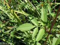 leafy beggar's-ticks (<em>Bidens frondosa</em>)