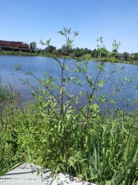 leafy beggar's-ticks (<em>Bidens frondosa</em>)