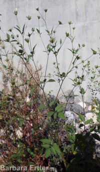 leafy beggar's-ticks (<em>Bidens frondosa</em>)