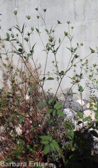 leafy beggar's-ticks (<em>Bidens frondosa</em>)