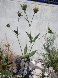 leafy beggar's-ticks (<em>Bidens frondosa</em>)