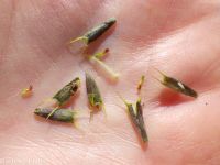 leafy beggar's-ticks (<em>Bidens frondosa</em>)