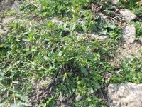 leafy beggar's-ticks (<em>Bidens frondosa</em>)