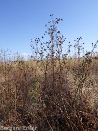tall beggar's-ticks (<em>Bidens vulgata</em>)
