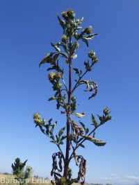 tall beggar's-ticks (<em>Bidens vulgata</em>)