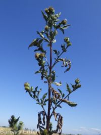 tall beggar's-ticks (<em>Bidens vulgata</em>)