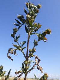 tall beggar's-ticks (<em>Bidens vulgata</em>)