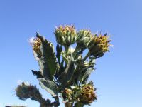 tall beggar's-ticks (<em>Bidens vulgata</em>)