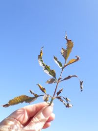 tall beggar's-ticks (<em>Bidens vulgata</em>)