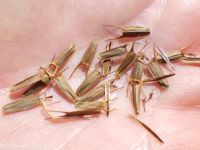 tall beggar's-ticks (<em>Bidens vulgata</em>)