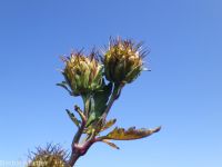 tall beggar's-ticks (<em>Bidens vulgata</em>)