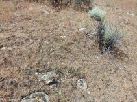 eyelashweed or blepharipappus (<em>Blepharipappus scaber</em>)