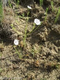 eyelashweed or blepharipappus (<em>Blepharipappus scaber</em>)