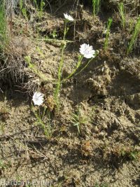 eyelashweed or blepharipappus (<em>Blepharipappus scaber</em>)