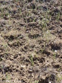 eyelashweed or blepharipappus (<em>Blepharipappus scaber</em>)