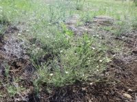 eyelashweed or blepharipappus (<em>Blepharipappus scaber</em>)