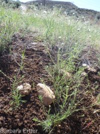 eyelashweed or blepharipappus (<em>Blepharipappus scaber</em>)