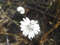 eyelashweed or blepharipappus (<em>Blepharipappus scaber</em>)