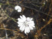 eyelashweed or blepharipappus (<em>Blepharipappus scaber</em>)