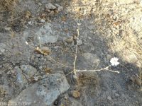 eyelashweed or blepharipappus (<em>Blepharipappus scaber</em>)